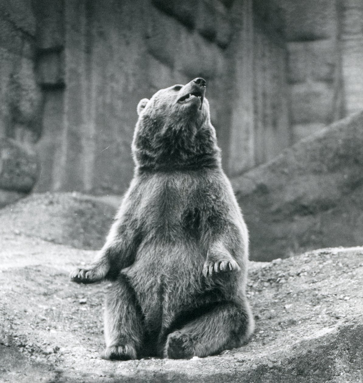 Niedźwiedź brunatny siedzący na skalnej półce w londyńskim zoo we wrześniu 1927 r. autorstwa Frederick William Bond