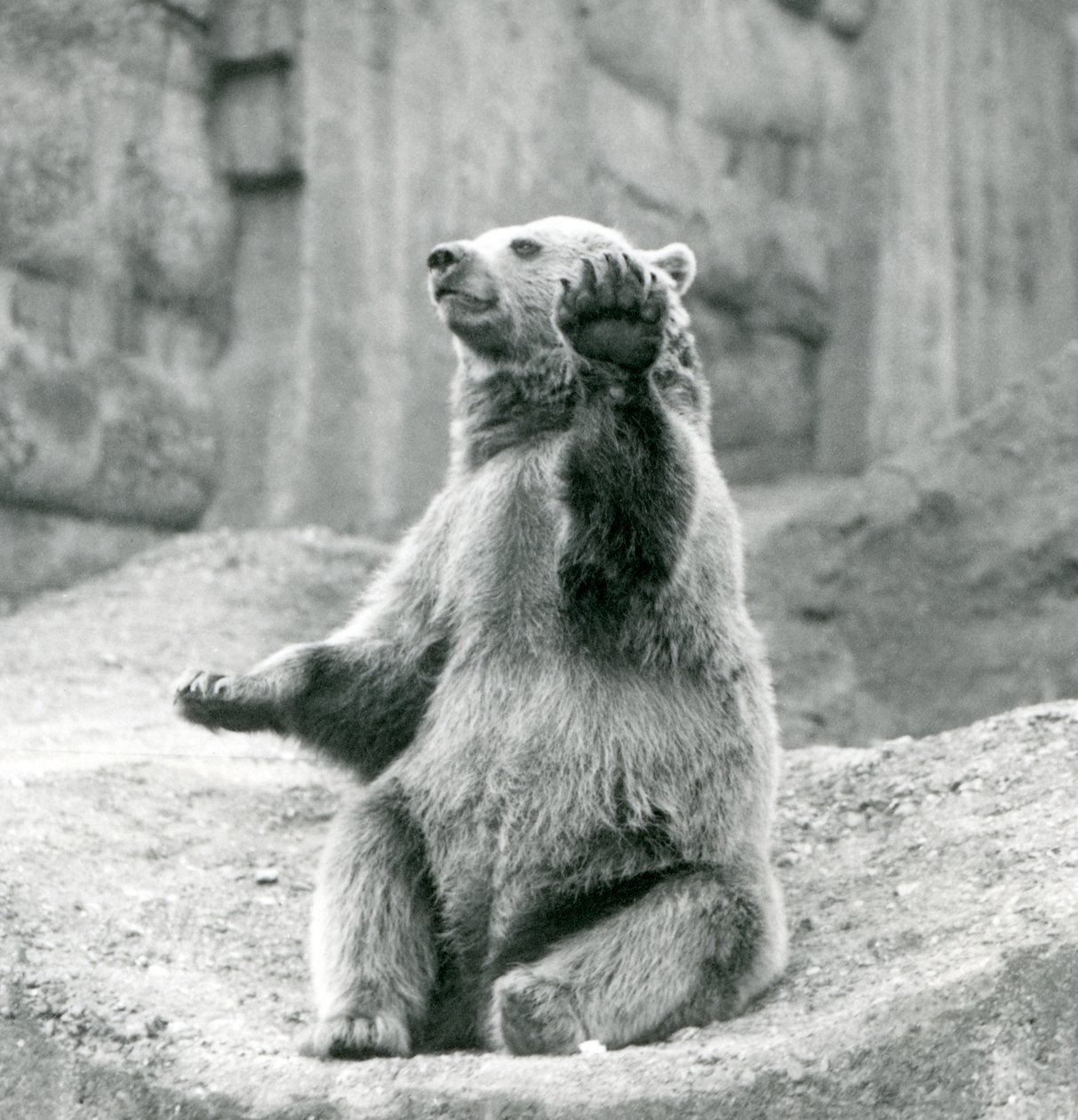 Siedzący niedźwiedź brunatny na półce skalnej, machający jedną z przednich łap, londyńskie zoo, wrzesień 1927 autorstwa Frederick William Bond