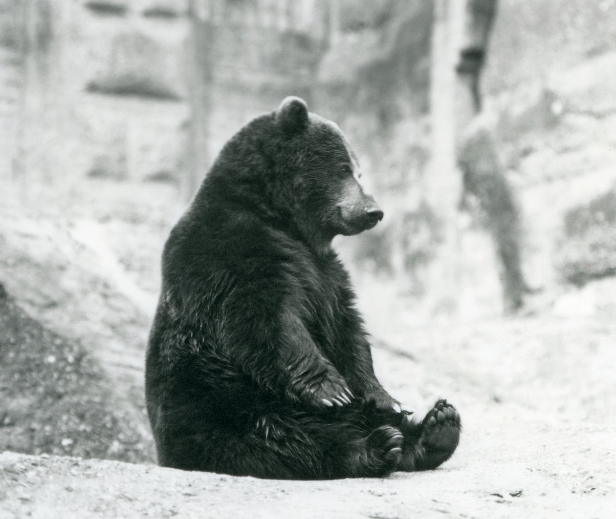 Niedźwiedź brunatny siedzący na skałach tarasów Mappin, londyńskie zoo, czerwiec 1928 autorstwa Frederick William Bond
