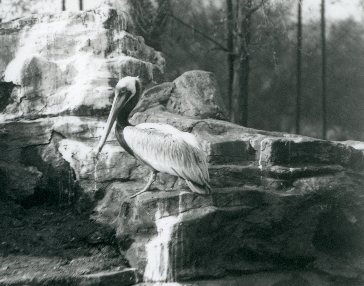 Pelikan brunatny stojący na skałach w londyńskim zoo w czerwcu 1927 r. autorstwa Frederick William Bond