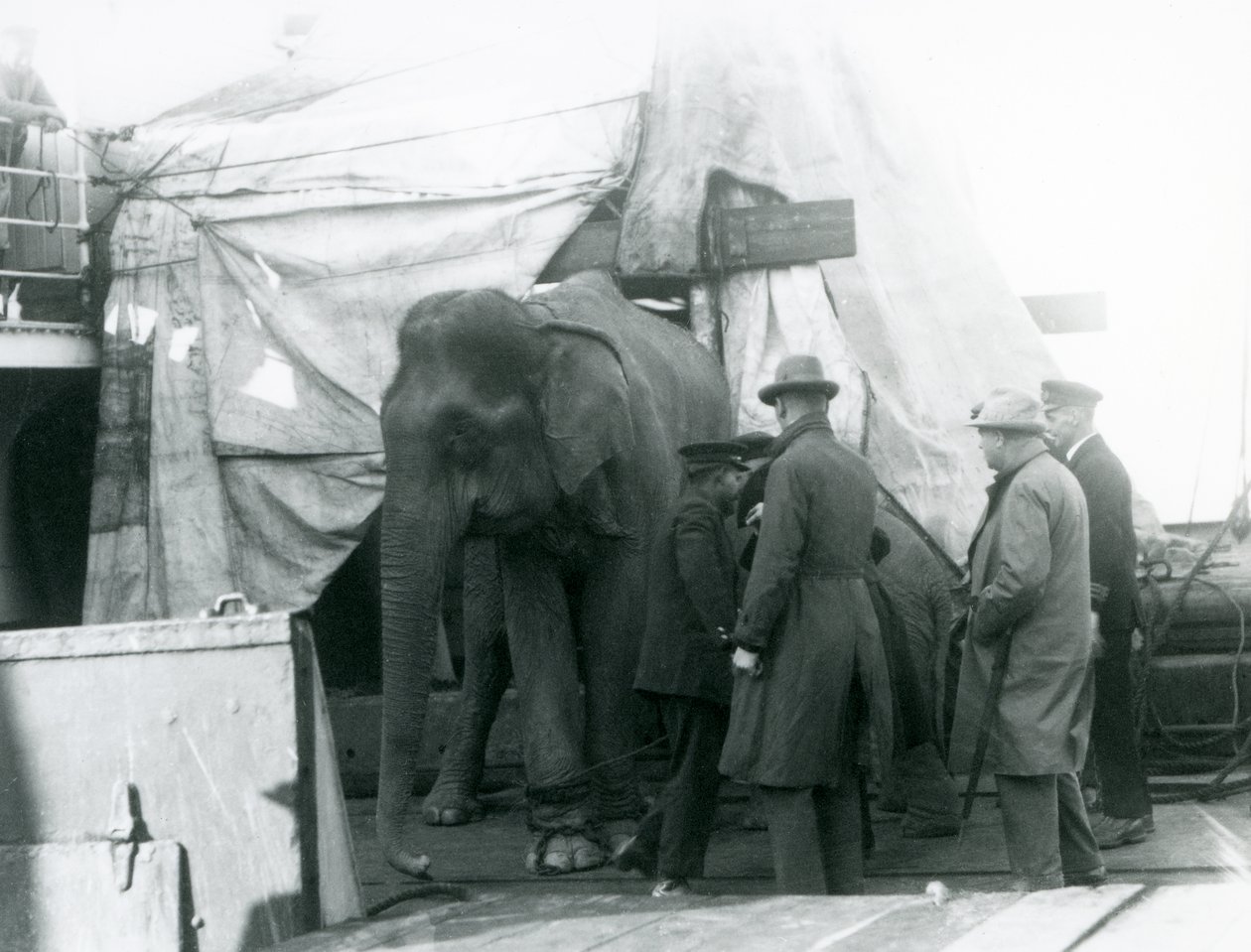 Słoń birmański schowany częściowo pod plandeką na pokładzie, z trenerem i czterema innymi mężczyznami, podróżujący do londyńskiego zoo w 1927 r. (zdjęcie czarno-białe) autorstwa Frederick William Bond