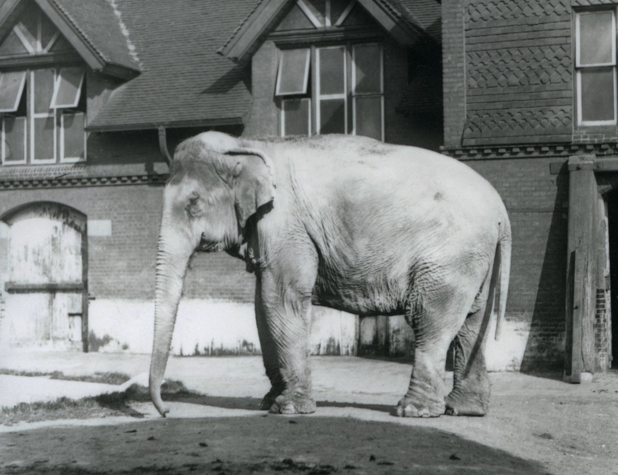 Słoń birmański stojący przed Elephant House, londyńskie zoo autorstwa Frederick William Bond