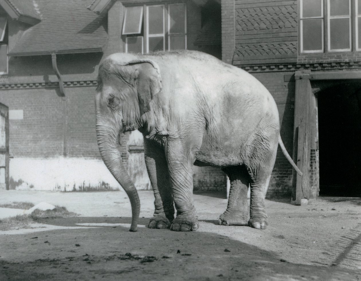 Słoń birmański stojący przed Elephant House w londyńskim zoo w 1929 roku (zdjęcie czarno-białe) autorstwa Frederick William Bond