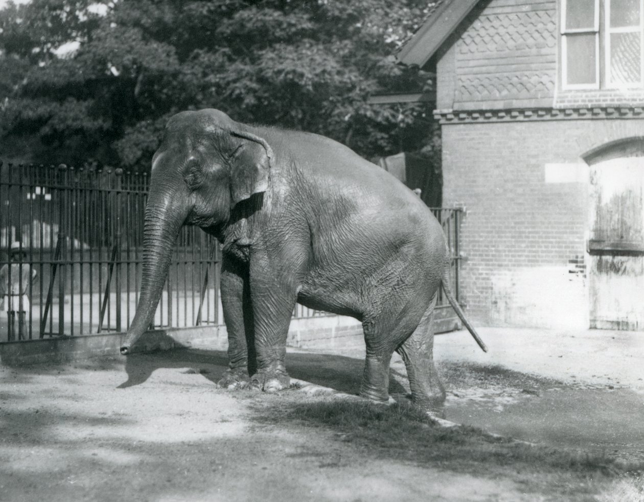 Słoń birmański wychodzi z basenu w swoim wybiegu, londyńskie zoo autorstwa Frederick William Bond