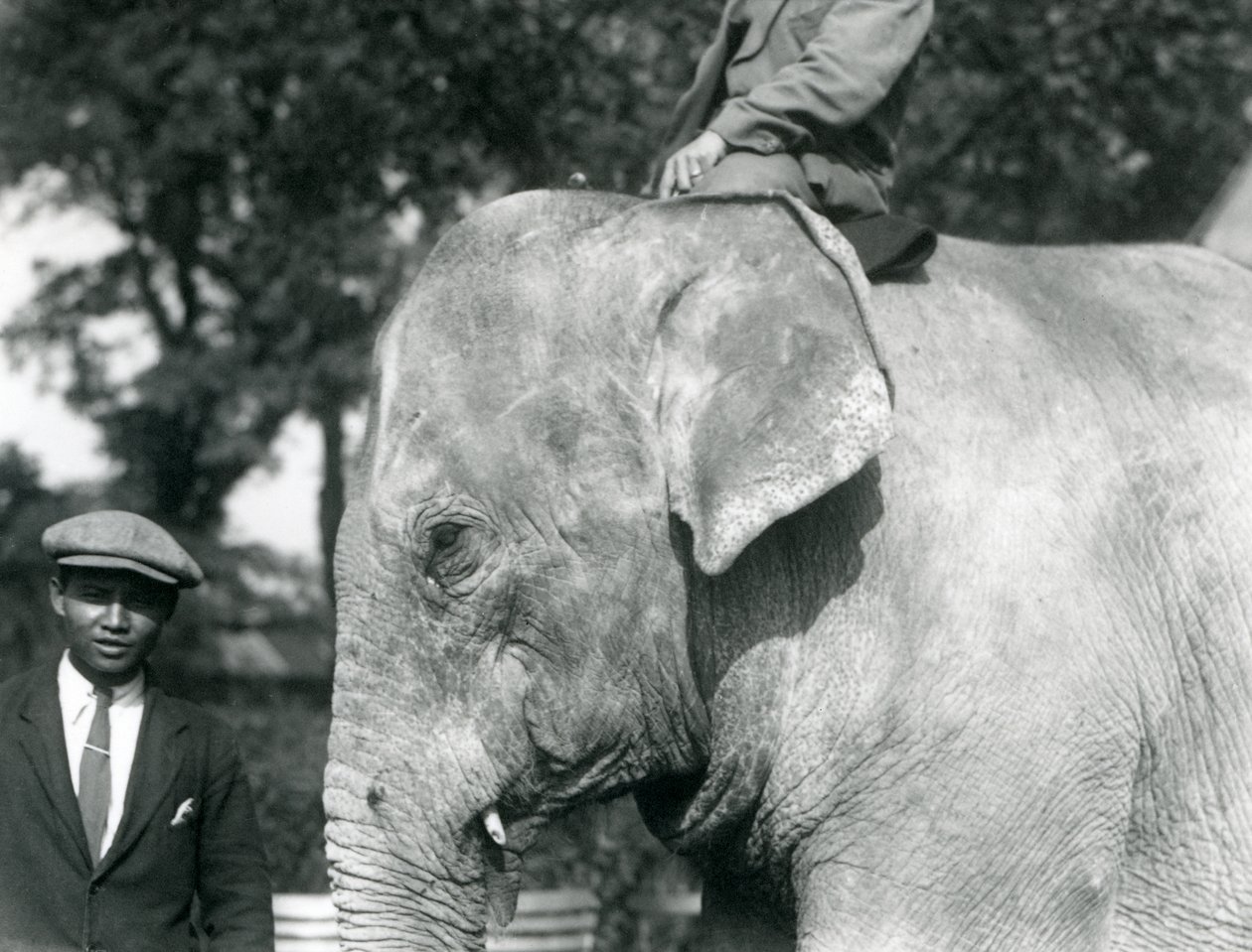 Słoń birmański ze swoim treserem i innym mężczyzną, londyńskie zoo, wrzesień 1926 autorstwa Frederick William Bond