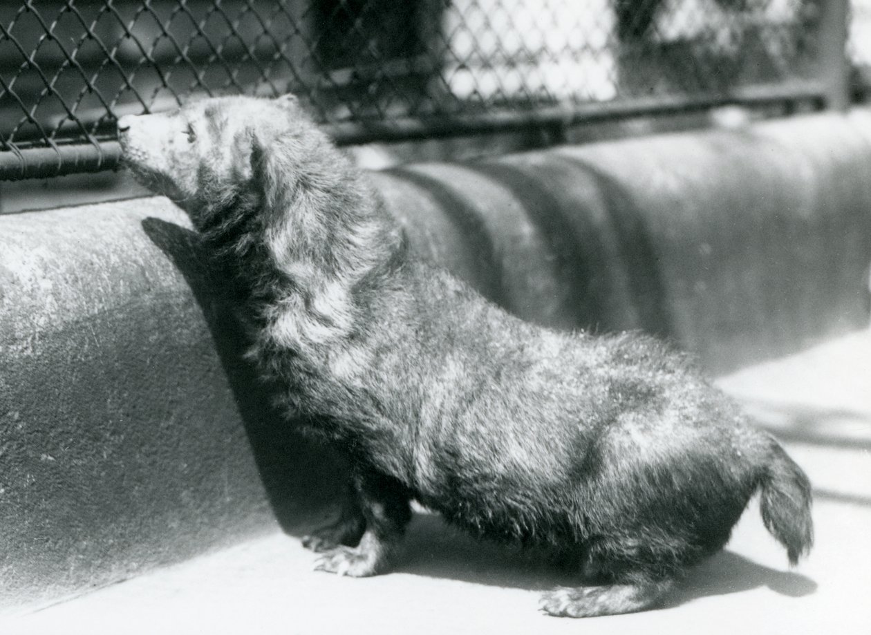 Bush Dog w londyńskim zoo, czerwiec 1925 autorstwa Frederick William Bond