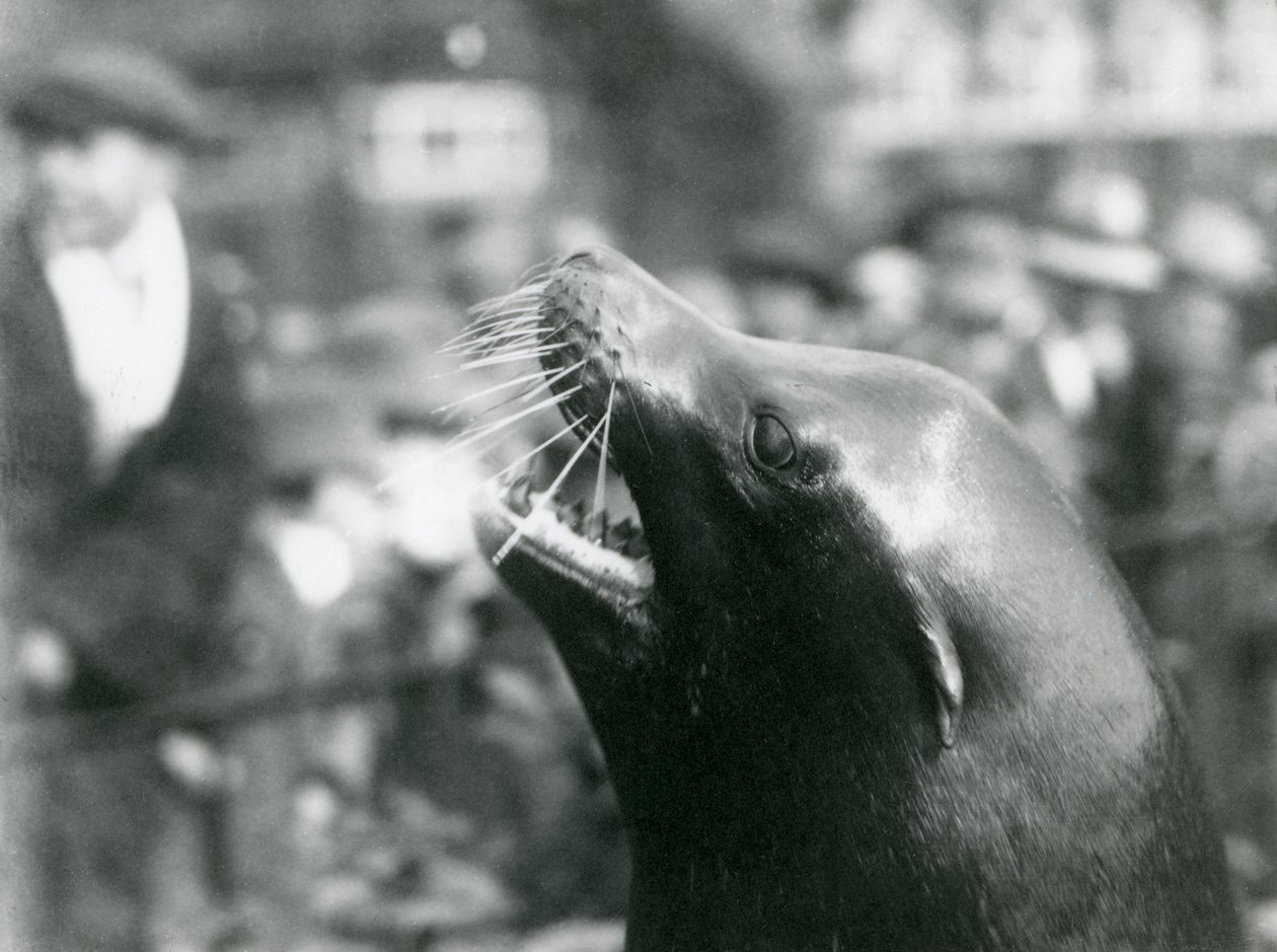 Kalifornijski lew morski w londyńskim zoo, październik 1924 autorstwa Frederick William Bond