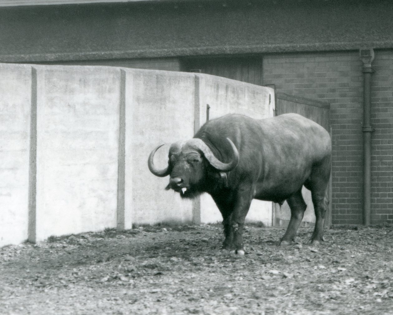 Byk bawoli przylądkowy/afrykański stojący na gołej ziemi, obok betonowej ściany wybiegu w londyńskim zoo w 1928 r. (zdjęcie czarno-białe) autorstwa Frederick William Bond