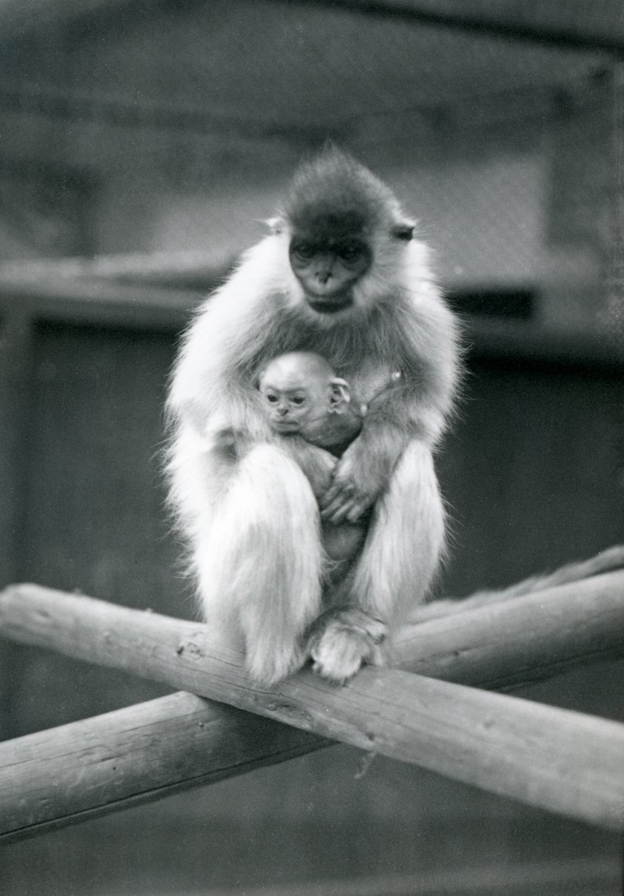Langur czapkowany trzymający dziecko siedząc na belce. Londyńskie Zoo, 6 października 1913 r. autorstwa Frederick William Bond