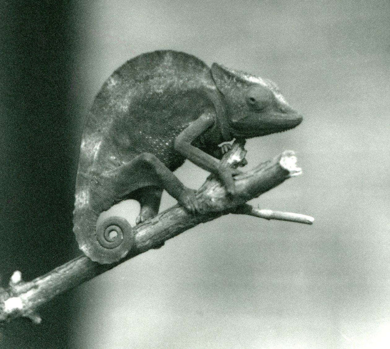 Kameleon trzymający się końca gałęzi, londyńskie zoo, 1927 autorstwa Frederick William Bond