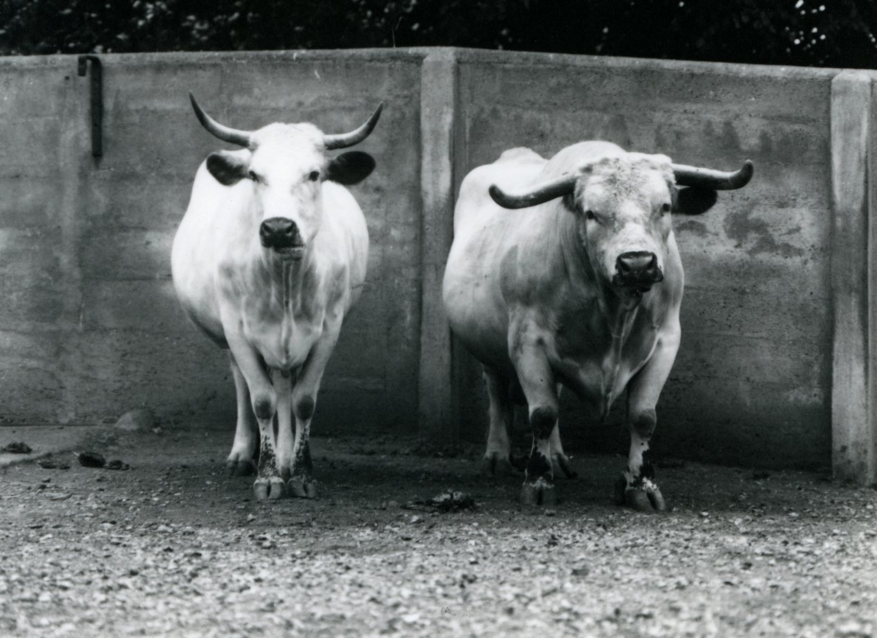 Chartley Bull and Cow w londyńskim zoo, lipiec 1924 autorstwa Frederick William Bond