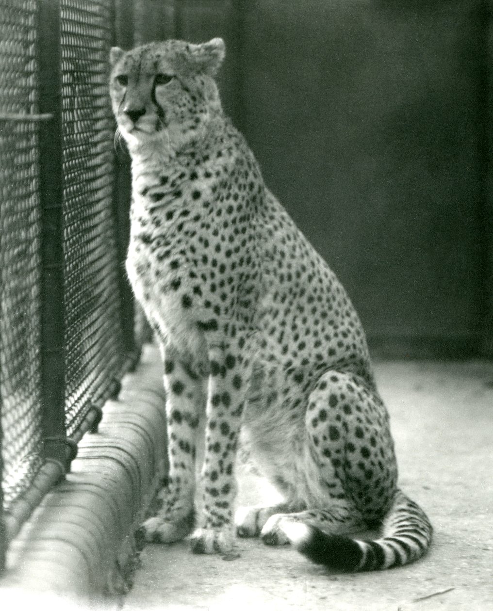 Gepard siedzący na wybiegu w londyńskim zoo, październik 1924 autorstwa Frederick William Bond