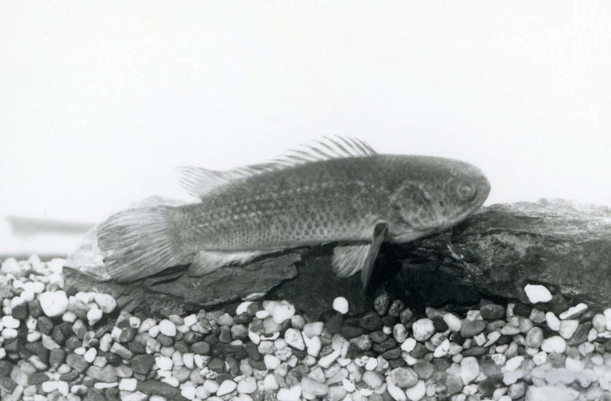 Okoń wspinaczkowy spoczywający na skałach i żwirze na dnie zbiornika, w wodzie w londyńskim zoo we wrześniu 1928 r. autorstwa Frederick William Bond