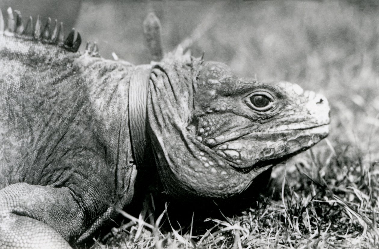 Iguana Methuselah w chmurach skalnych, w obroży, spacerująca po trawniku w londyńskim zoo, lipiec 1924 autorstwa Frederick William Bond