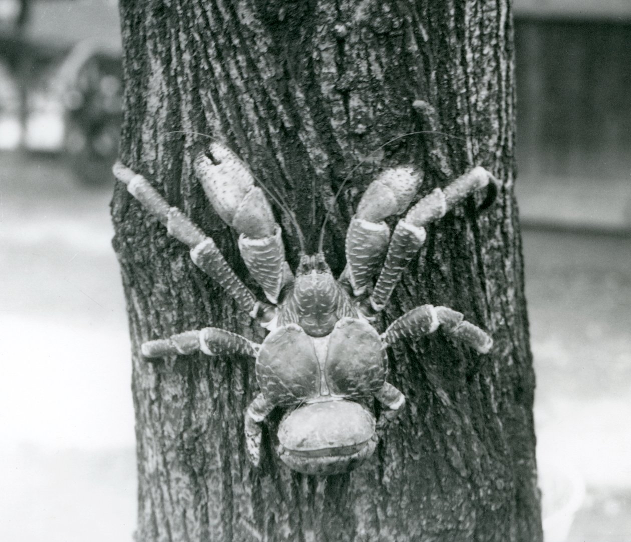 Krab Kokosowy, lub Krab Rozbójnik, wspinający się na drzewo, Londyńskie Zoo, lipiec 1927 autorstwa Frederick William Bond