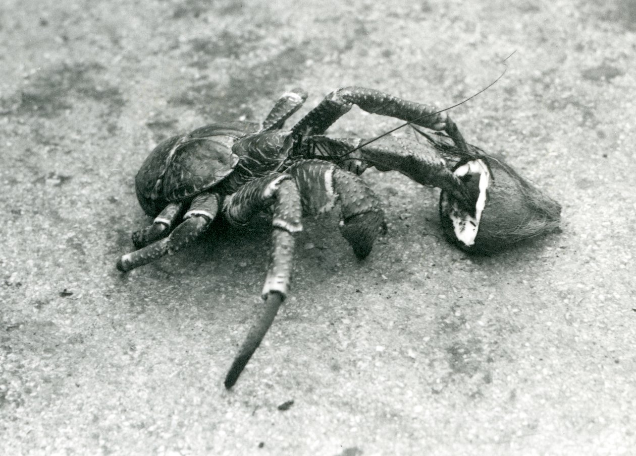 Orzech kokosowy lub krab rabusi karmiący się kokosem, londyńskie zoo, lipiec 1927 r. autorstwa Frederick William Bond