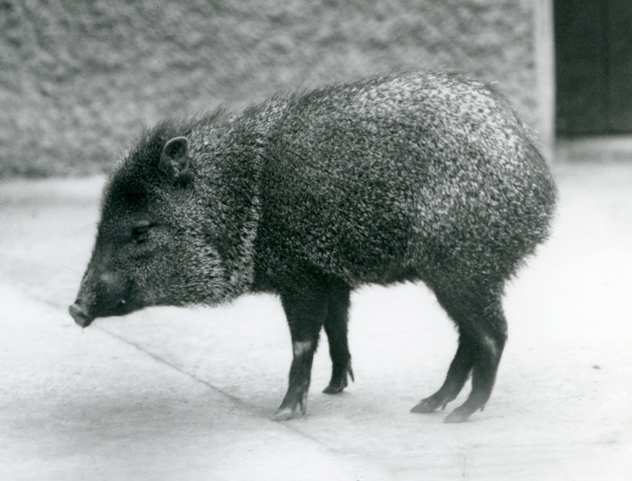 Pekary z kołnierzykiem w londyńskim zoo, 1927 autorstwa Frederick William Bond