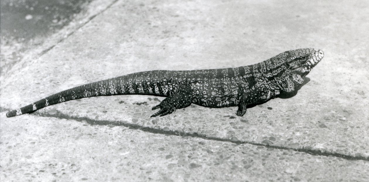 Zwykłe ZłotoZłotoCzarnyKolumbijski Tegu lub Jaszczurka Tygrysa w londyńskim zoo w sierpniu 1926 r. autorstwa Frederick William Bond