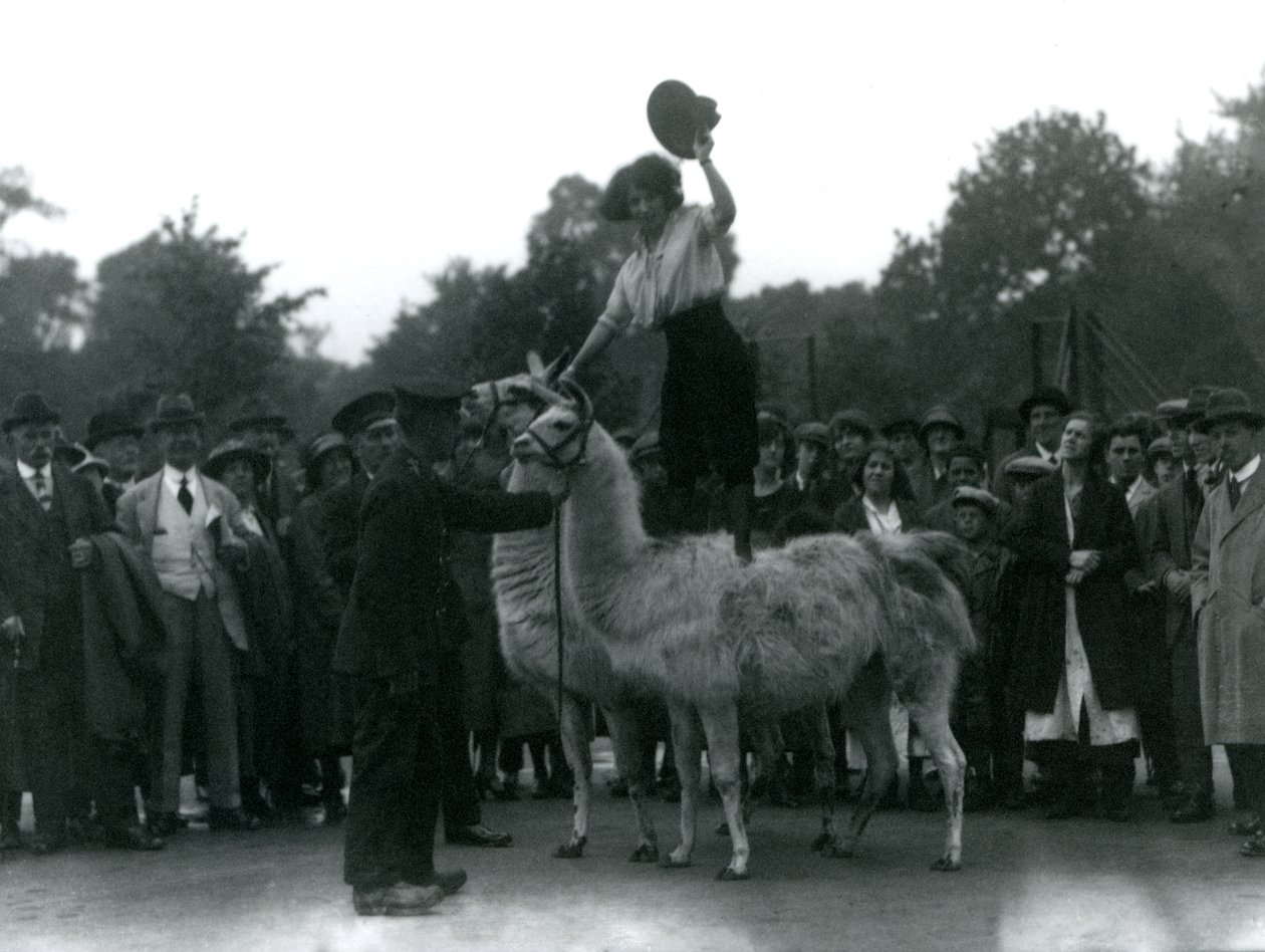 Kowbojka stoi okrakiem na dwóch lamach podczas wizyty w londyńskim zoo w 1924 r. autorstwa Frederick William Bond