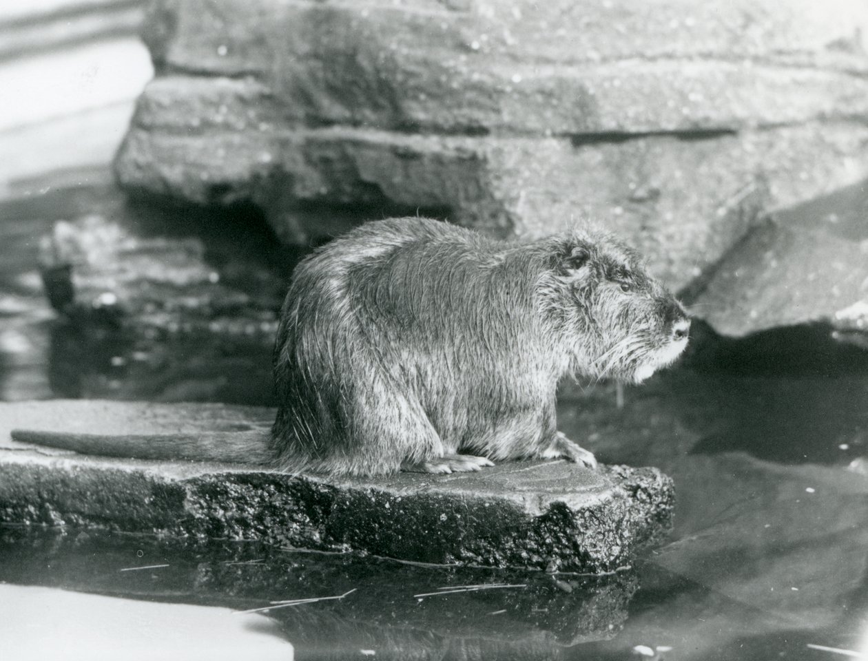 Nutria siedząca na skalistej półce w basenie w swoim wybiegu w londyńskim zoo, luty 1928 (zdjęcie czarno-białe) autorstwa Frederick William Bond