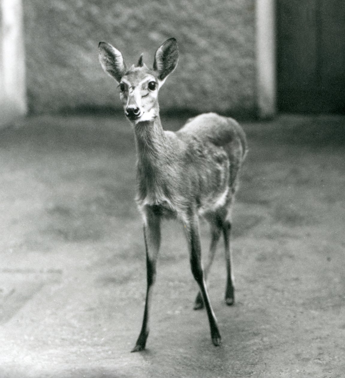 Koronowany SahelDuiker z zachodniej Afryki w londyńskim zoo w sierpniu 1927 r autorstwa Frederick William Bond