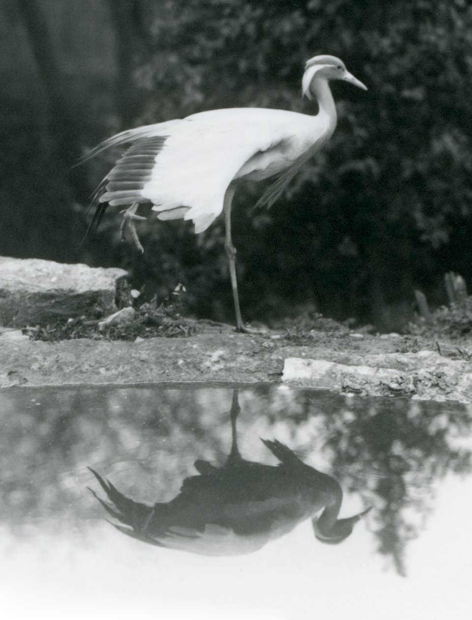 Demoiselle Crane stojący na jednej nodze, z lustrzanym odbiciem w basenie poniżej, londyńskie zoo autorstwa Frederick William Bond