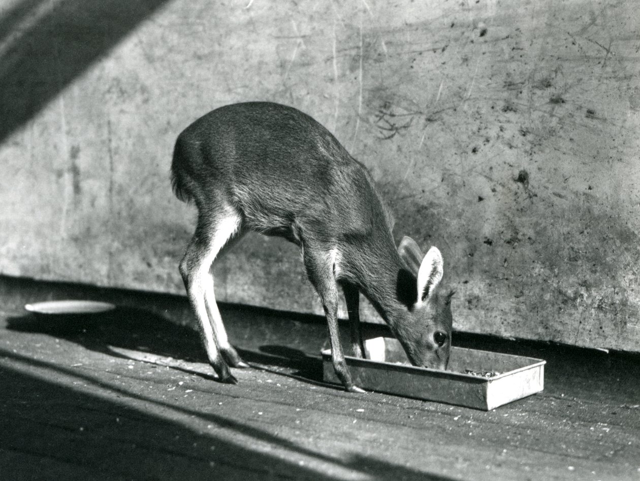 Duiker karmiący się z tacy na ziemi, londyńskie zoo, lipiec 1925 autorstwa Frederick William Bond