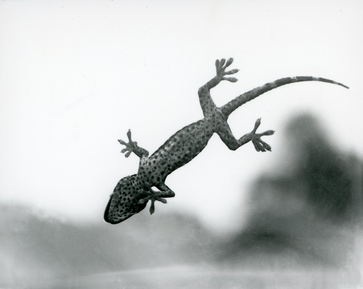 Gekon widziany od dołu, gdy wspina się po szkle, pokazując swoje wyspecjalizowane poduszki na stopy, londyńskie zoo, sierpień 1928 (zdjęcie czarno-białe) autorstwa Frederick William Bond