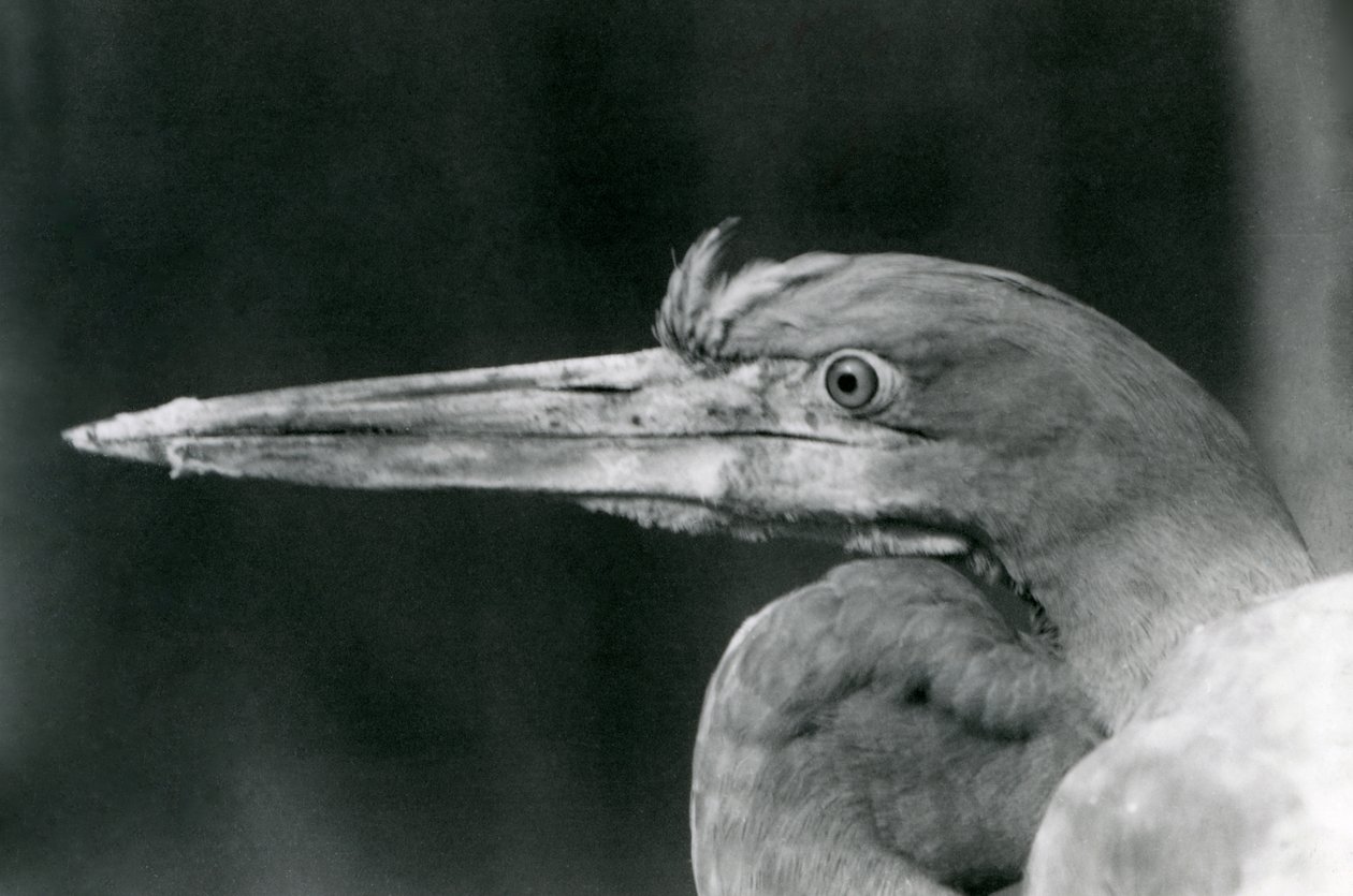 Czapla Goliata w londyńskim zoo w 1924 r. autorstwa Frederick William Bond