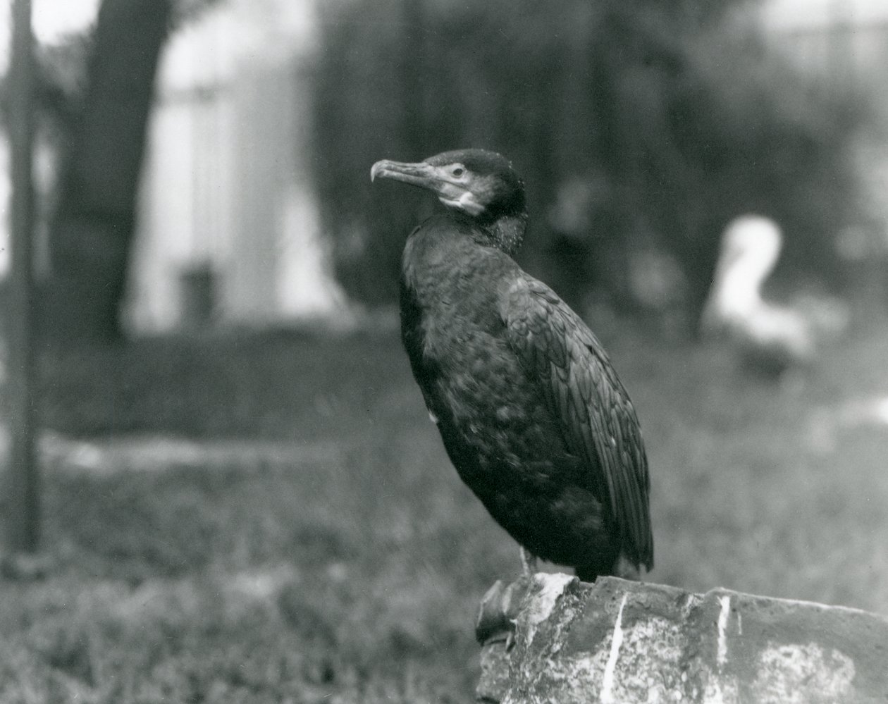 Kormoran wielki w londyńskim zoo we wrześniu 1927 r. autorstwa Frederick William Bond