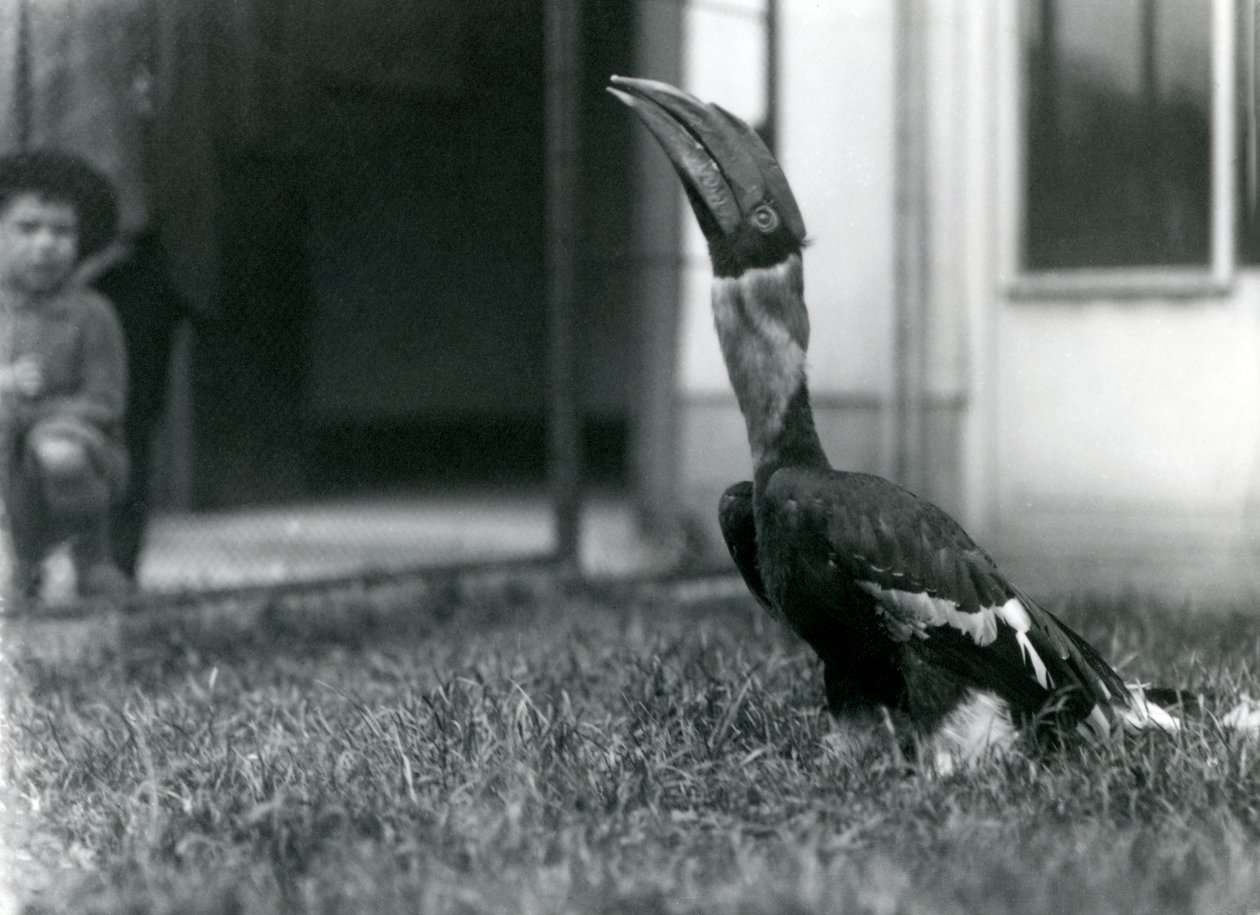 Dzioborożec wielki patrzący w górę stojąc na trawie w swojej wolierze, podczas gdy mały chłopiec patrzy w tle, Londyńskie Zoo, 1924 autorstwa Frederick William Bond