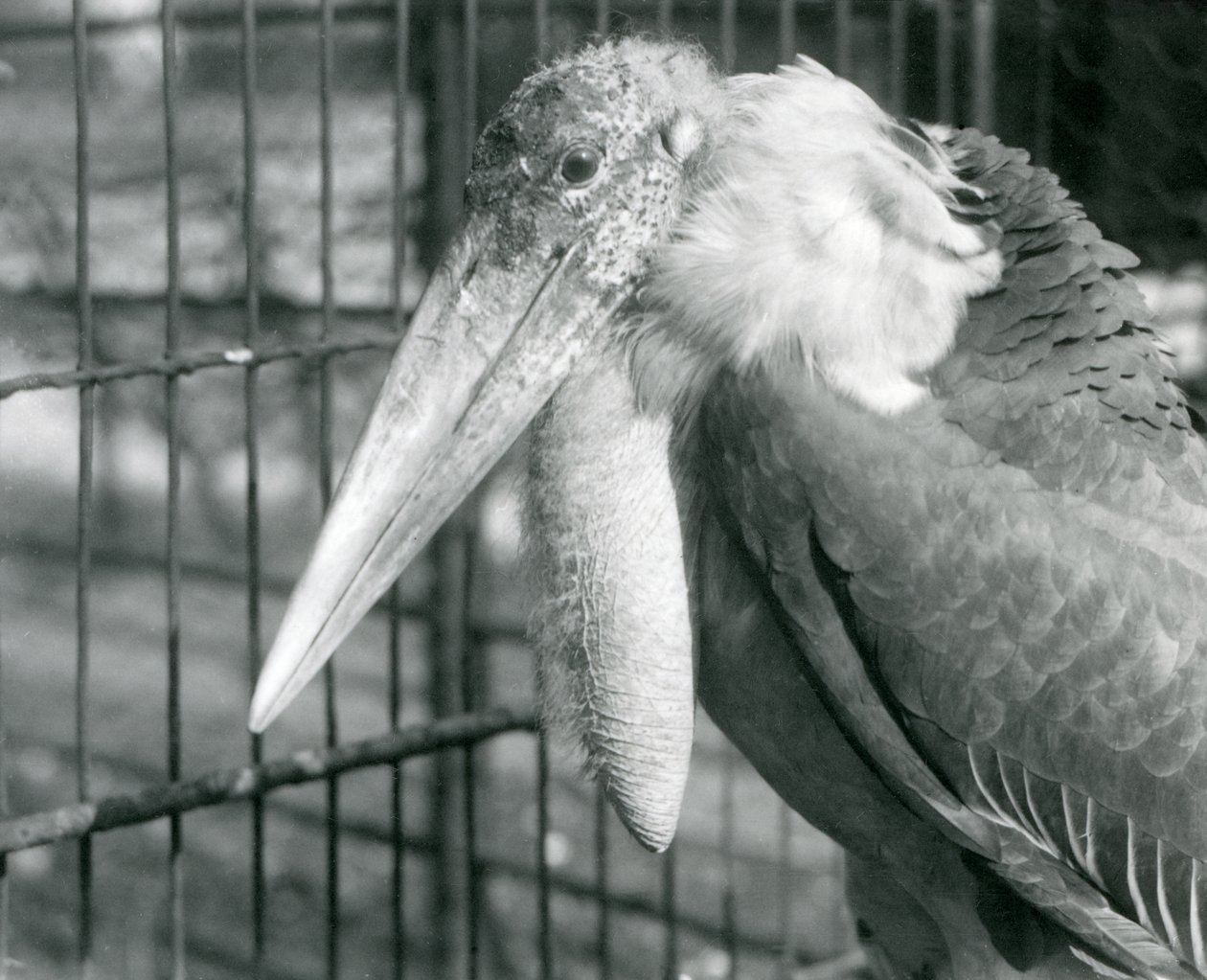 Greater Adiutant Stork w londyńskim zoo w lipcu 1925 r. autorstwa Frederick William Bond
