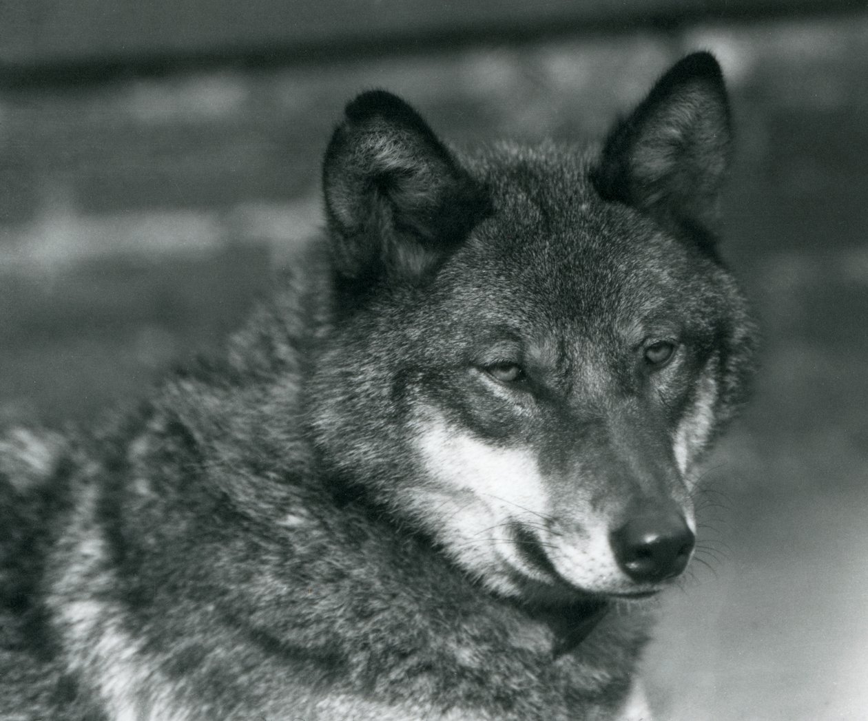 Wilk szary w londyńskim zoo, 1925 autorstwa Frederick William Bond
