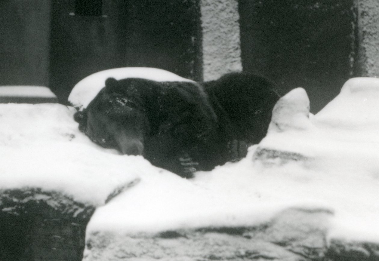 Niedźwiedź grizzly śpiący na śniegu, londyńskie zoo, 1924 autorstwa Frederick William Bond