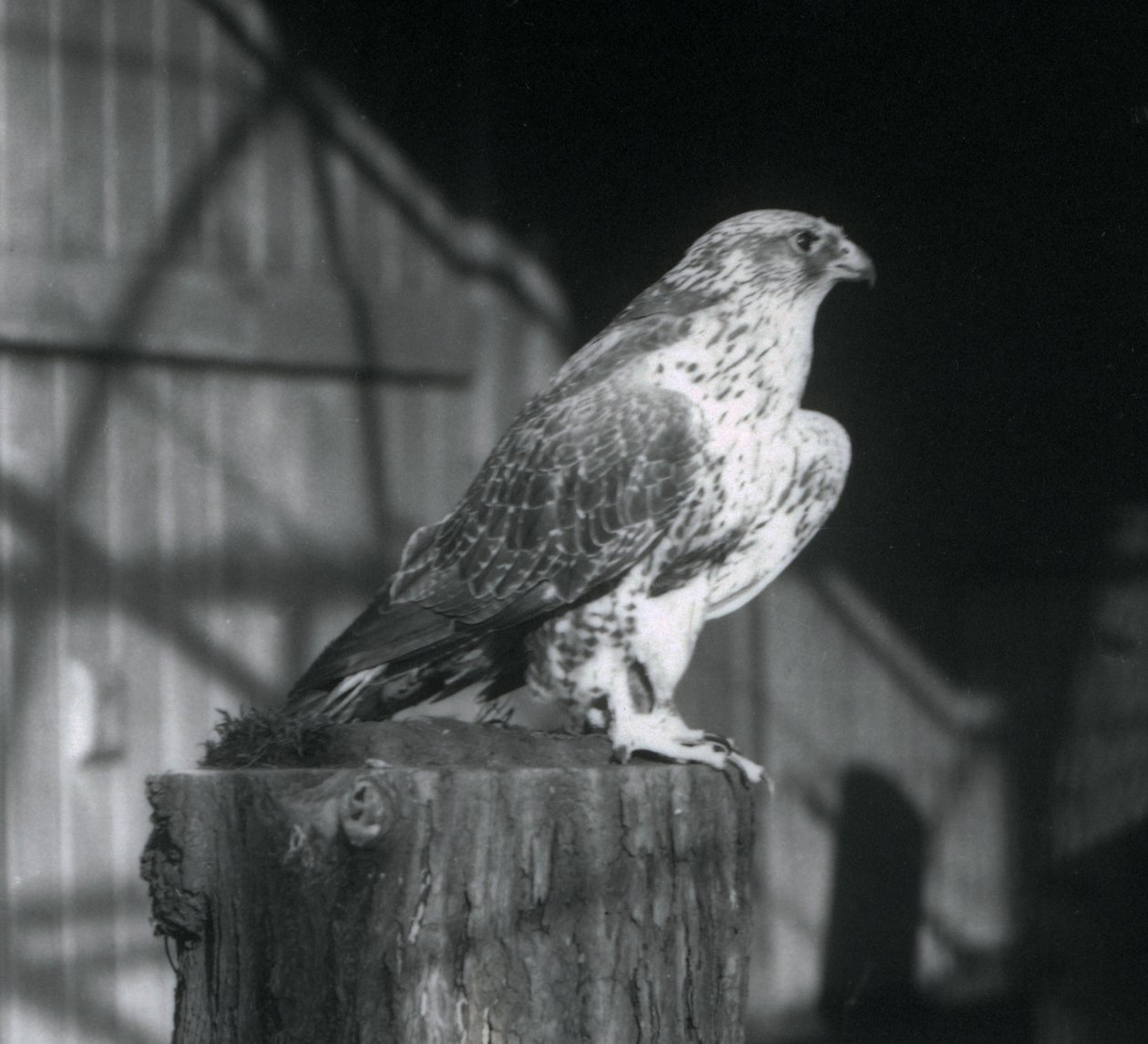 Sokół odpoczywający na kłodzie, londyńskie zoo, grudzień 1925 autorstwa Frederick William Bond