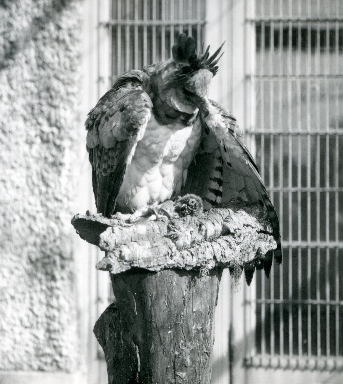 Harpia Eagle w londyńskim zoo, kwiecień 1914 autorstwa Frederick William Bond