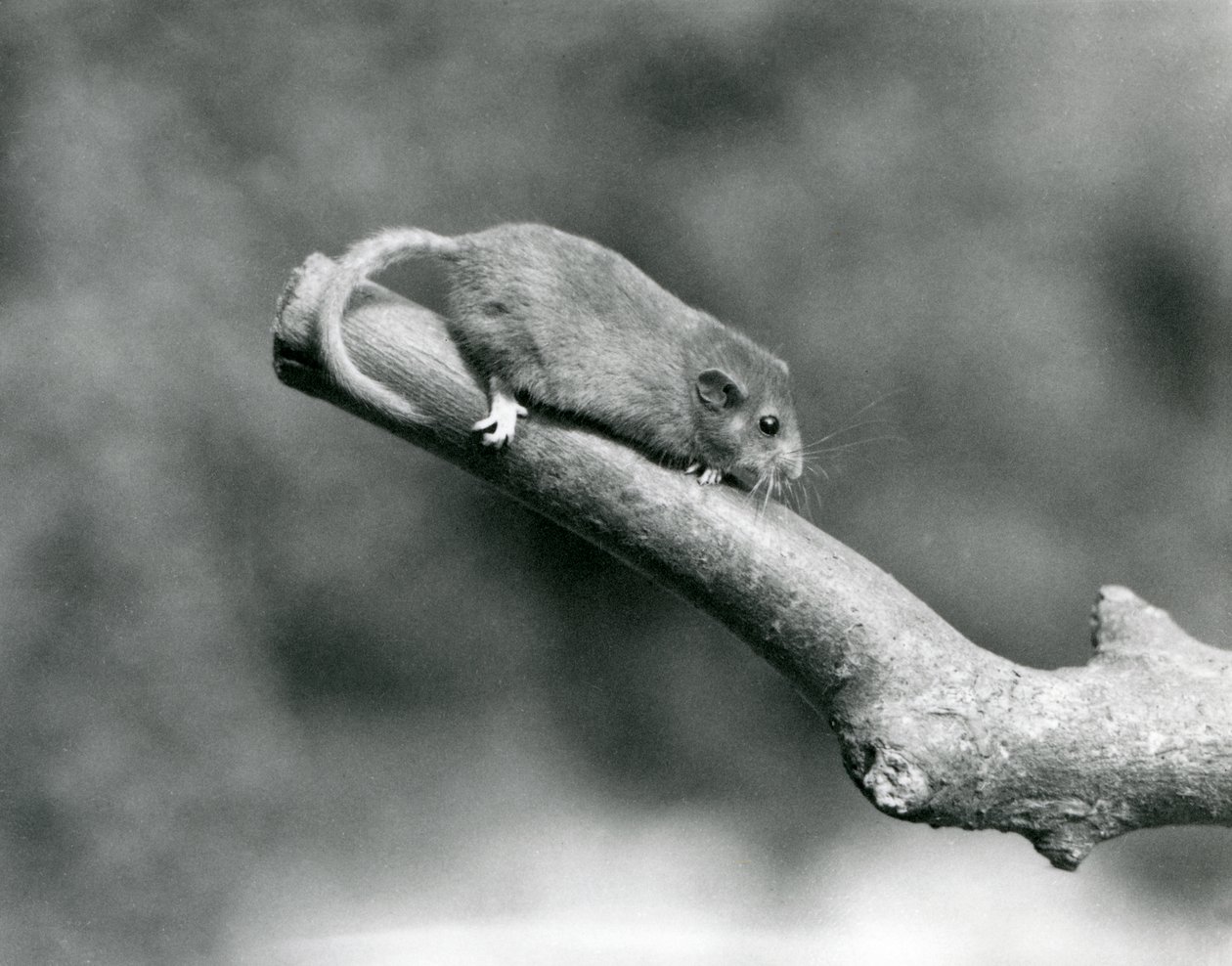 Leszczyna / popielica na gałęzi, londyńskie zoo autorstwa Frederick William Bond