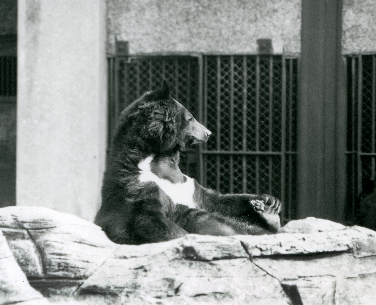 Himalajski czarny niedźwiedź siedzący na skałach, trzymający się za palce, londyńskie zoo autorstwa Frederick William Bond