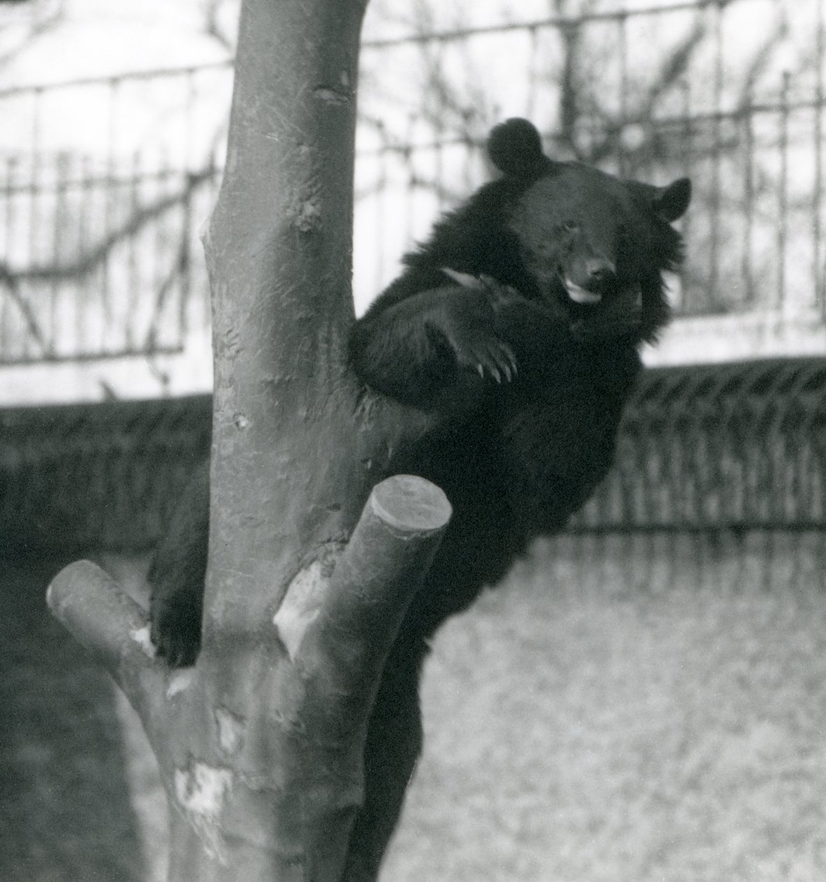 Himalajski niedźwiedź brunatny Izabela Niedźwiedź Dzu-Teh na drzewie w londyńskim zoo w 1925 r. autorstwa Frederick William Bond