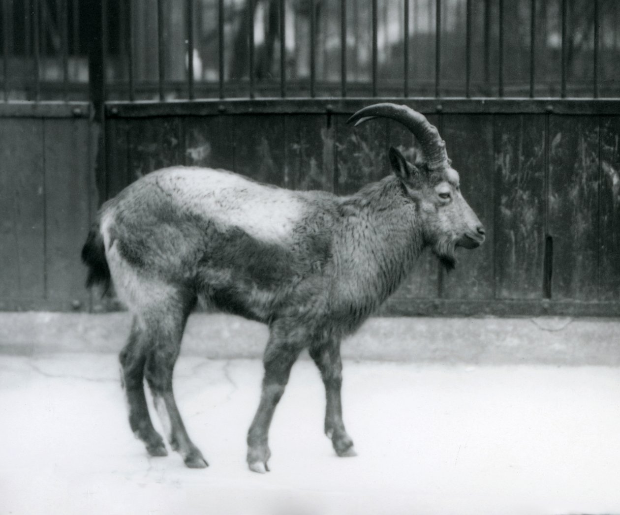 Koziorożec himalajski stojący w londyńskim zoo, 1927 autorstwa Frederick William Bond