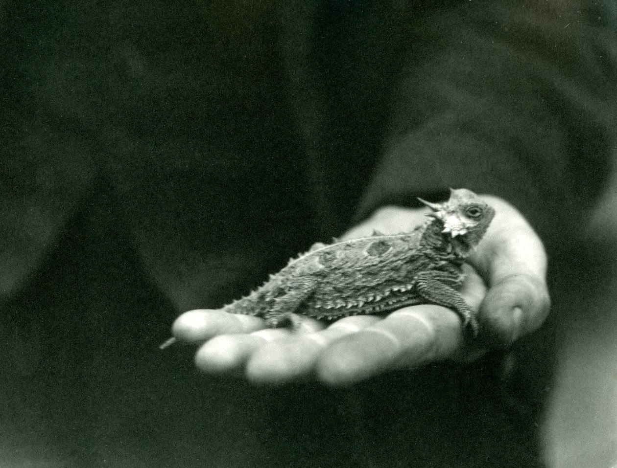Jaszczurka rogata spoczywa w dłoni opiekuna, londyńskie zoo, kwiecień 1923 (fot. bw) autorstwa Frederick William Bond