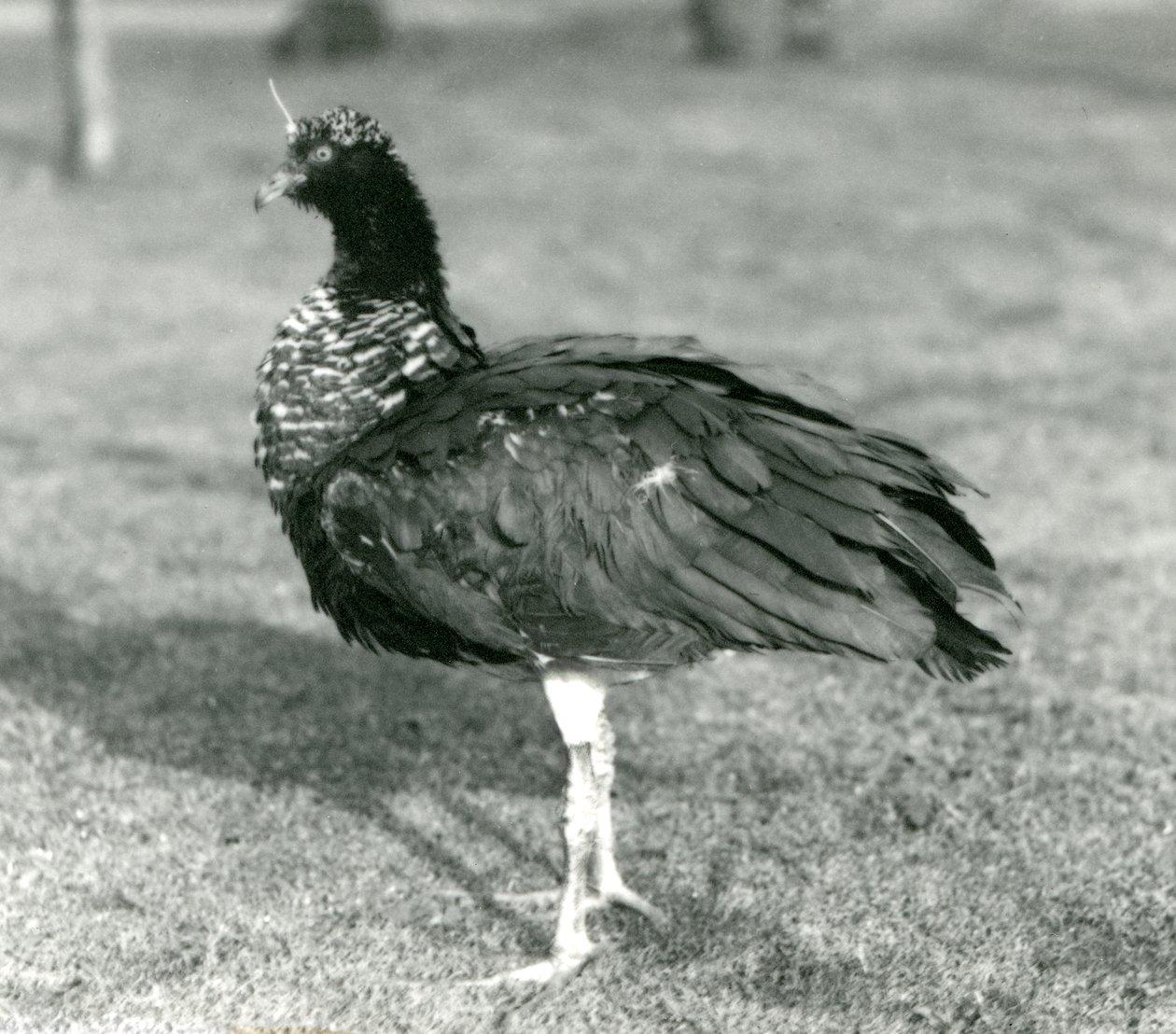 Horned Screamer stojący na trawie w londyńskim zoo we wrześniu 1927 r. autorstwa Frederick William Bond