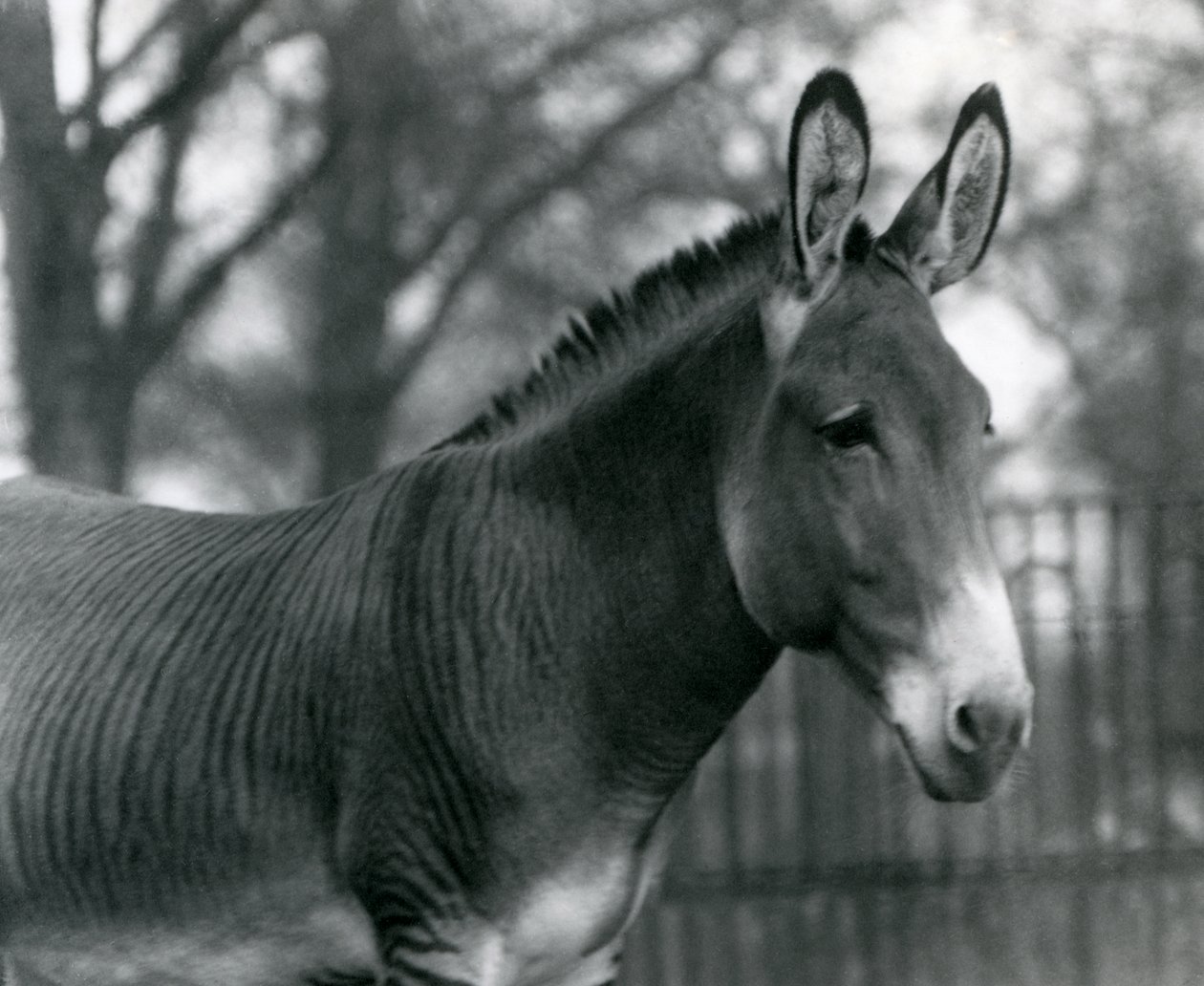 Hybrydowa zebra w londyńskim zoo w lipcu 1924 r. autorstwa Frederick William Bond