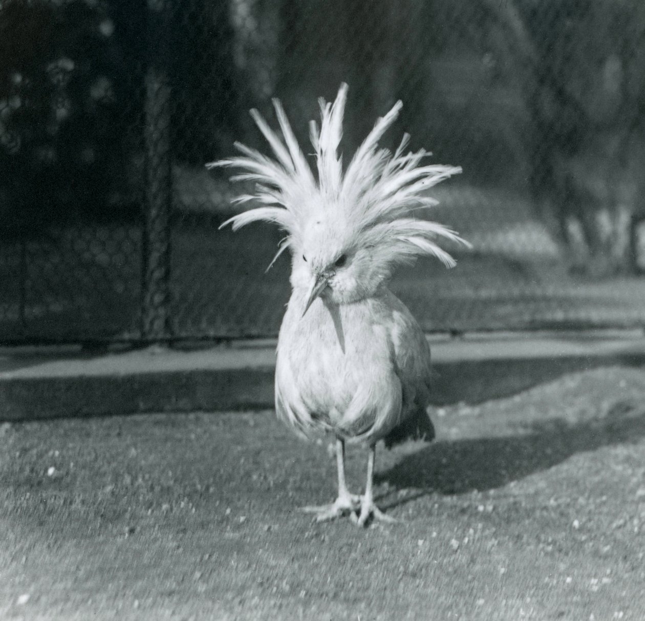 Kagu lub Cagu z piórami grzebienia w londyńskim zoo, czerwiec 1921 r. autorstwa Frederick William Bond