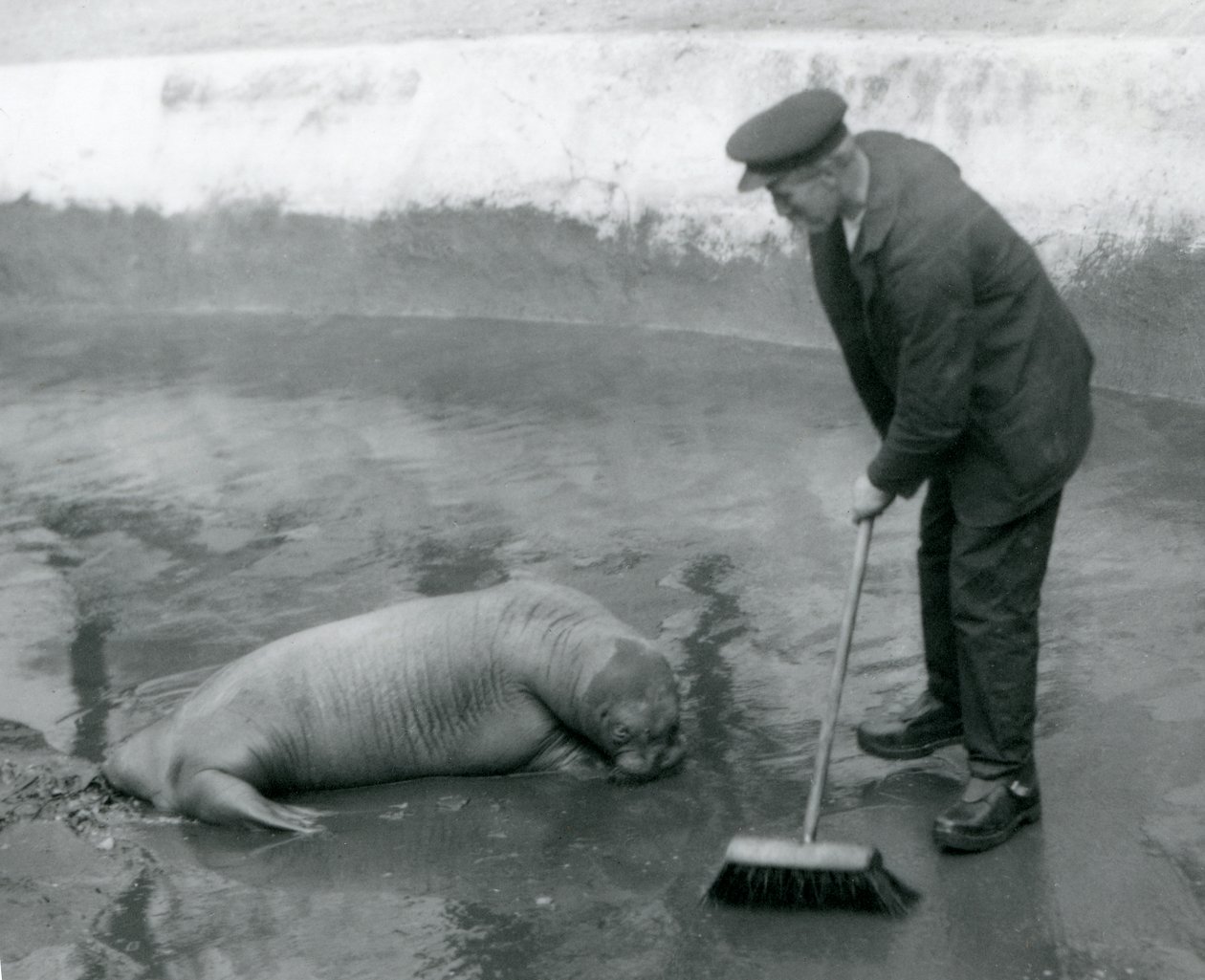 Opiekun zamiata basen Morsa, londyńskie zoo, sierpień 1924 autorstwa Frederick William Bond