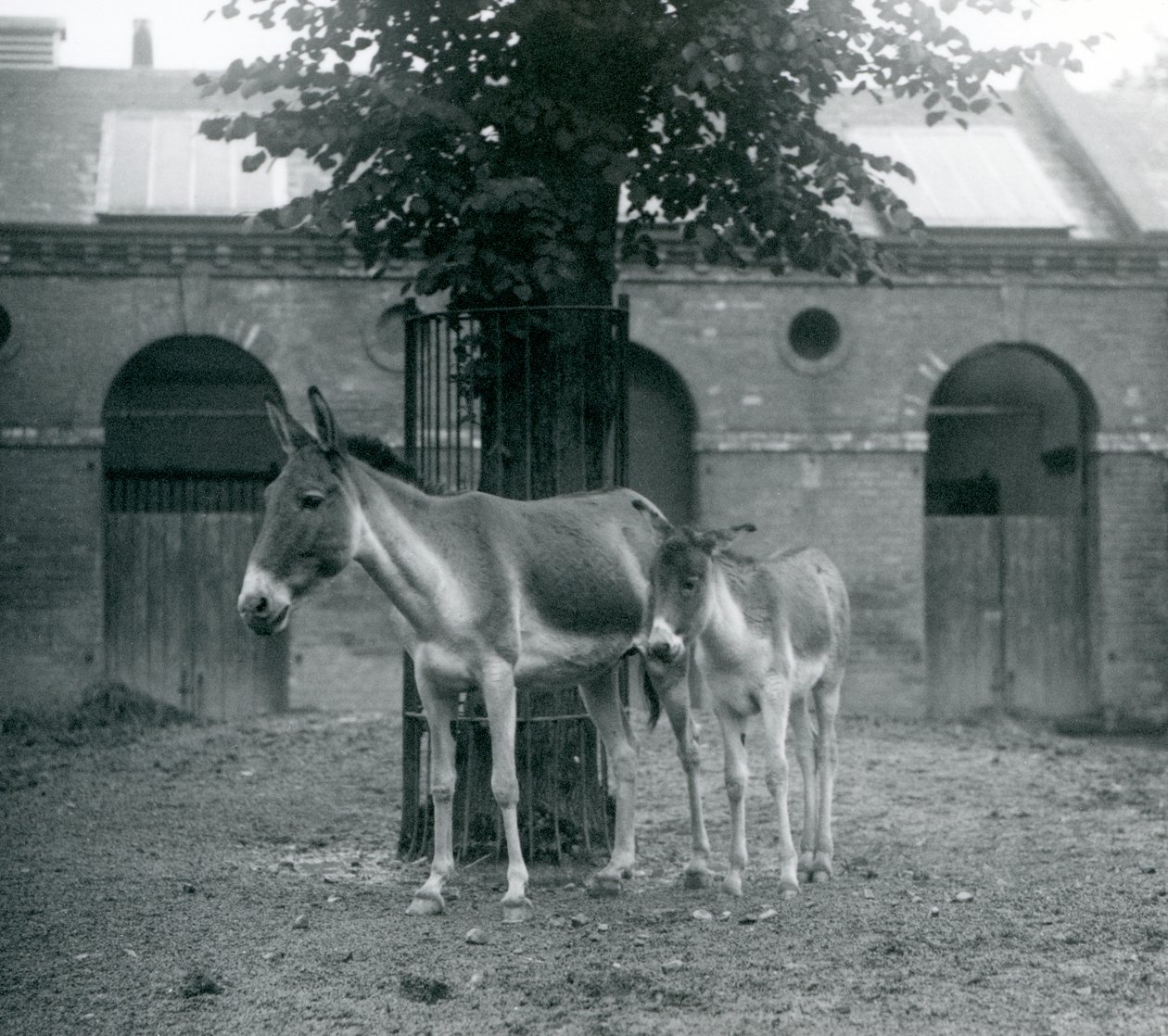Tybetański dziki osioł KiangKhyangGorkhar i jej źrebię stojące pod drzewem na ich padoku, londyńskie zoo, sierpień 1927 autorstwa Frederick William Bond