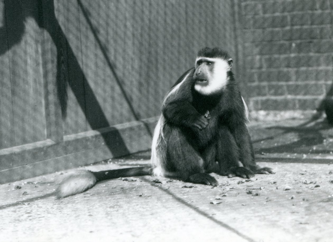 Czarno-biała małpa Colobus Kikuyu siedząca na wybiegu w londyńskim zoo w lipcu 1925 r. autorstwa Frederick William Bond