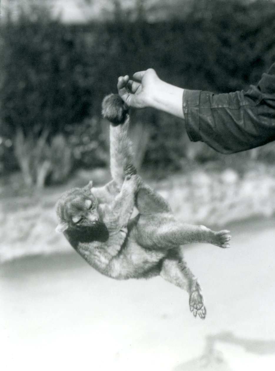 Kinkajou zawieszony na palcu opiekuna za chwytny ogon, londyńskie zoo, wrzesień 1925 autorstwa Frederick William Bond