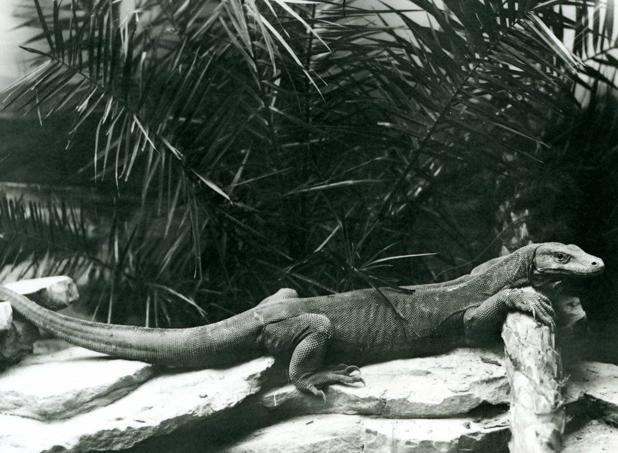 Komodo DragonMonitor opierający szyję i przednie nogi o kłodę w londyńskim zoo w czerwcu 1927 r. autorstwa Frederick William Bond