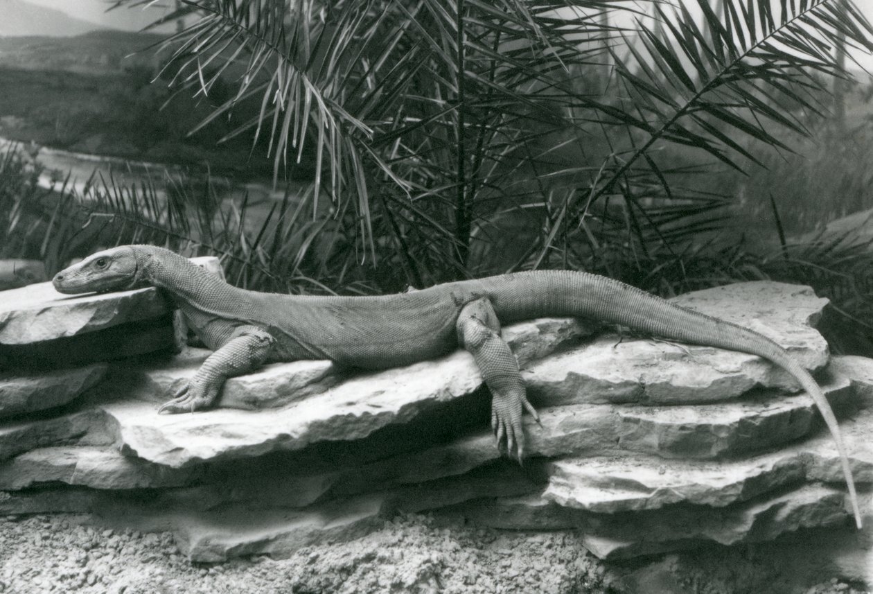Waran z Komodo spoczywający na skalistej ścianie w londyńskim zoo w 1927 r. autorstwa Frederick William Bond